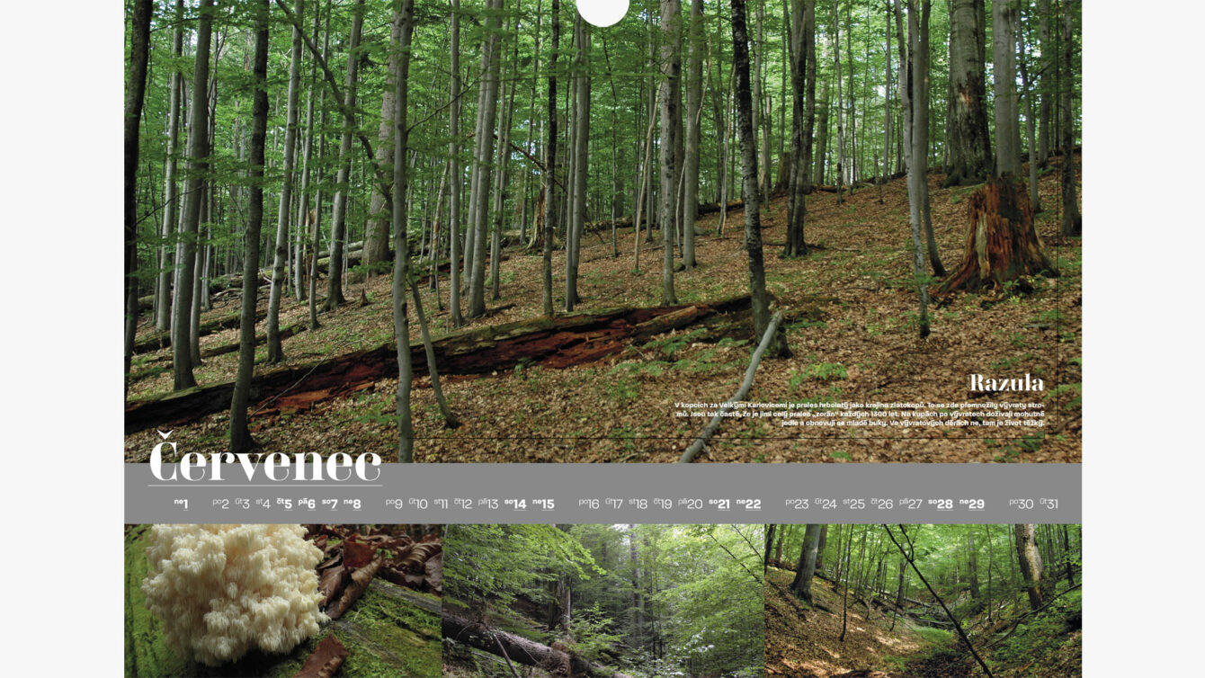 Kalendář pralesů ČR, Print, webdesign, Brno
